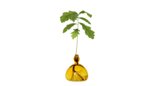 Vas Acorn Mellow Yellow