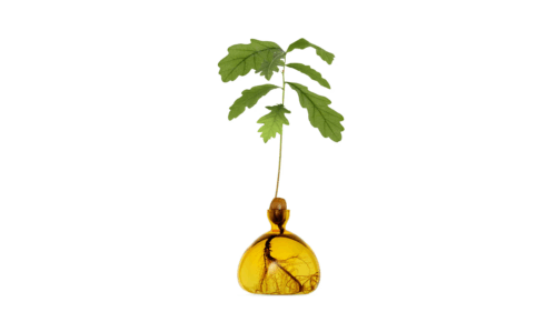 Vas Acorn Mellow Yellow
