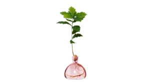 Vas Acorn Rose Pink