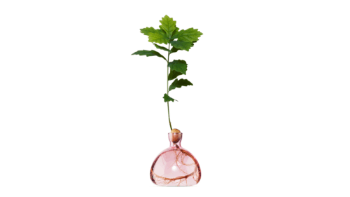 Vas Acorn Rose Pink