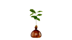 Vas Acorn Russet Brown