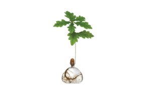 Vas Acorn Clear