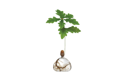 Vas Acorn Clear