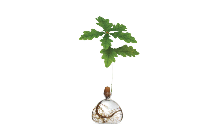 Vas Acorn Clear