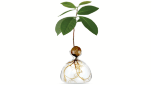Vas Avocado Clear