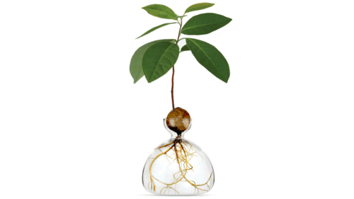 Vas Avocado Clear