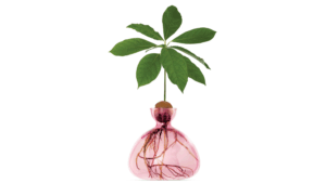 Vas Avocado Rose Pink
